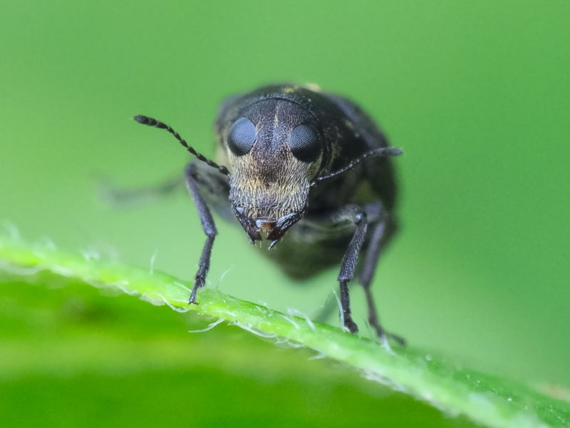 Rhaphitropis marchica (Herbst, 1797)